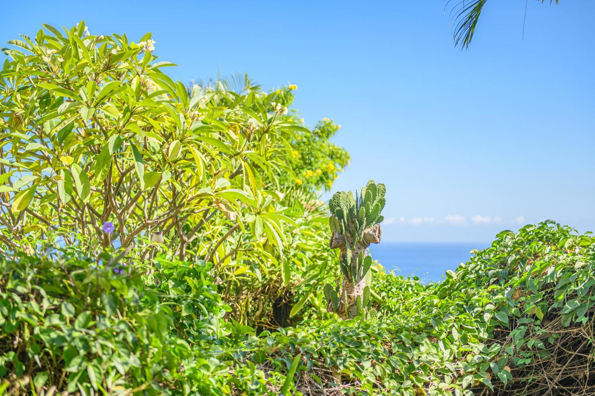 Le Jardin Des Tuit Tuit * Vue Mer * Cozy Saint-Leu Eksteriør billede